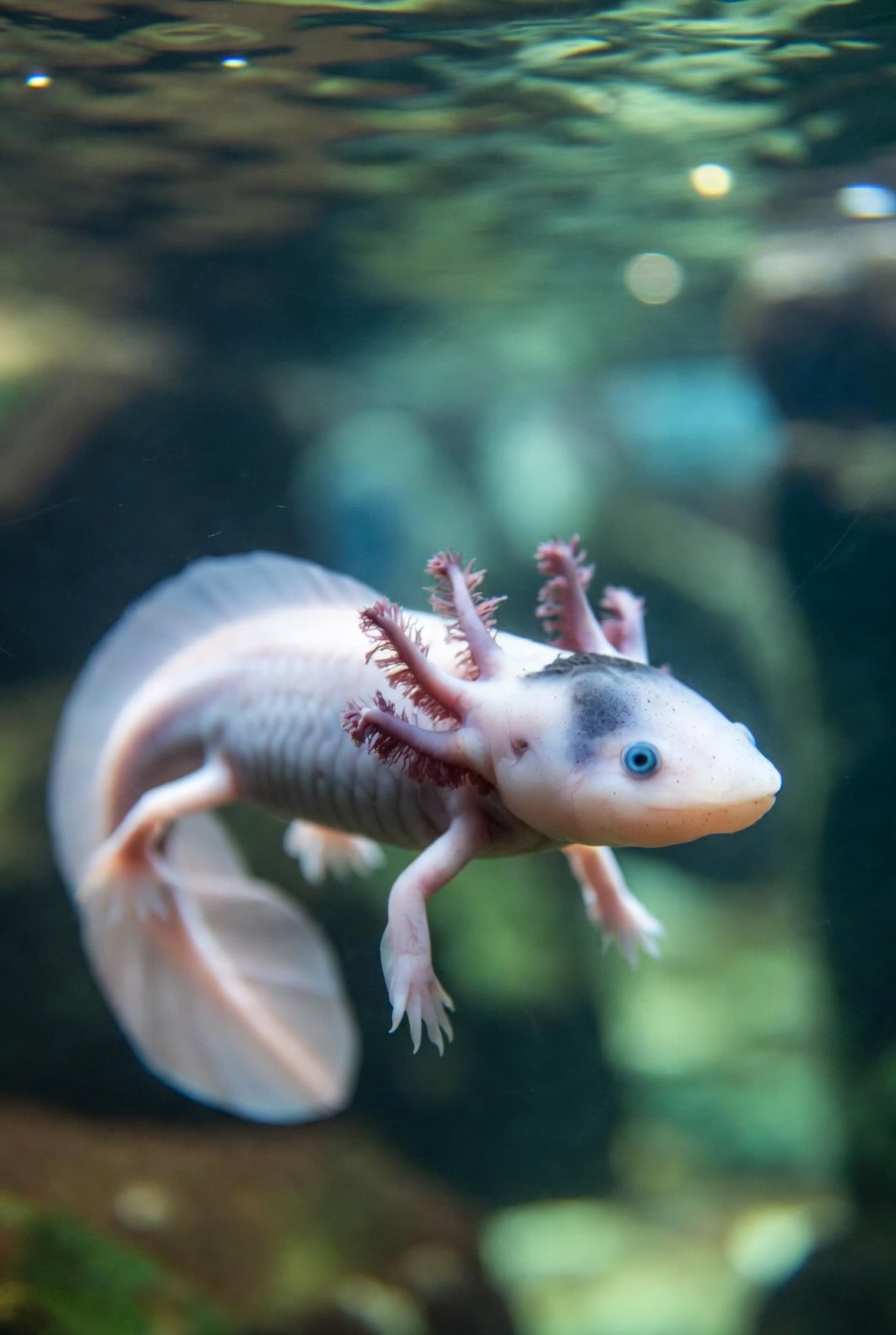 Axolotl Care Guide UK 2025: Tank Setup, Costs & Legal Status