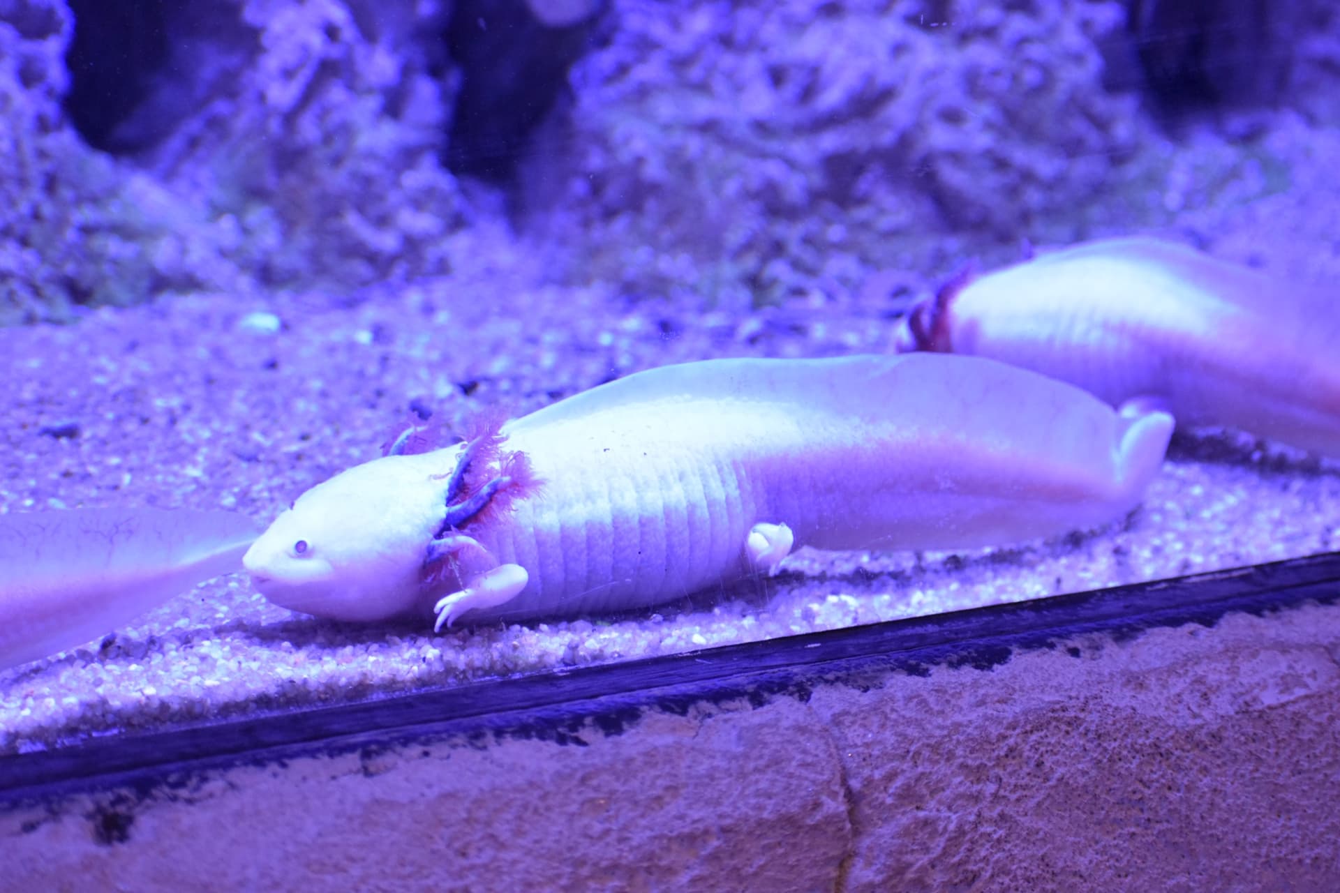 Axolotl