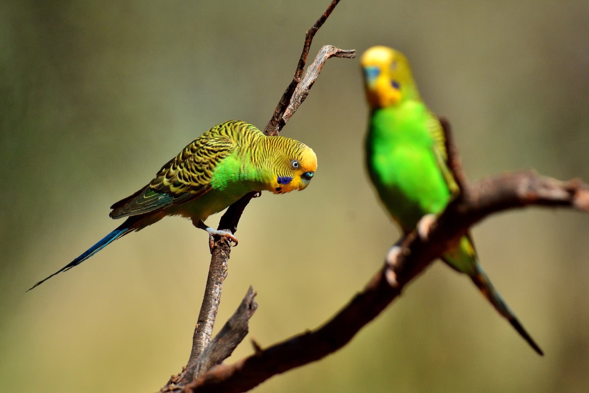 Budgerigar