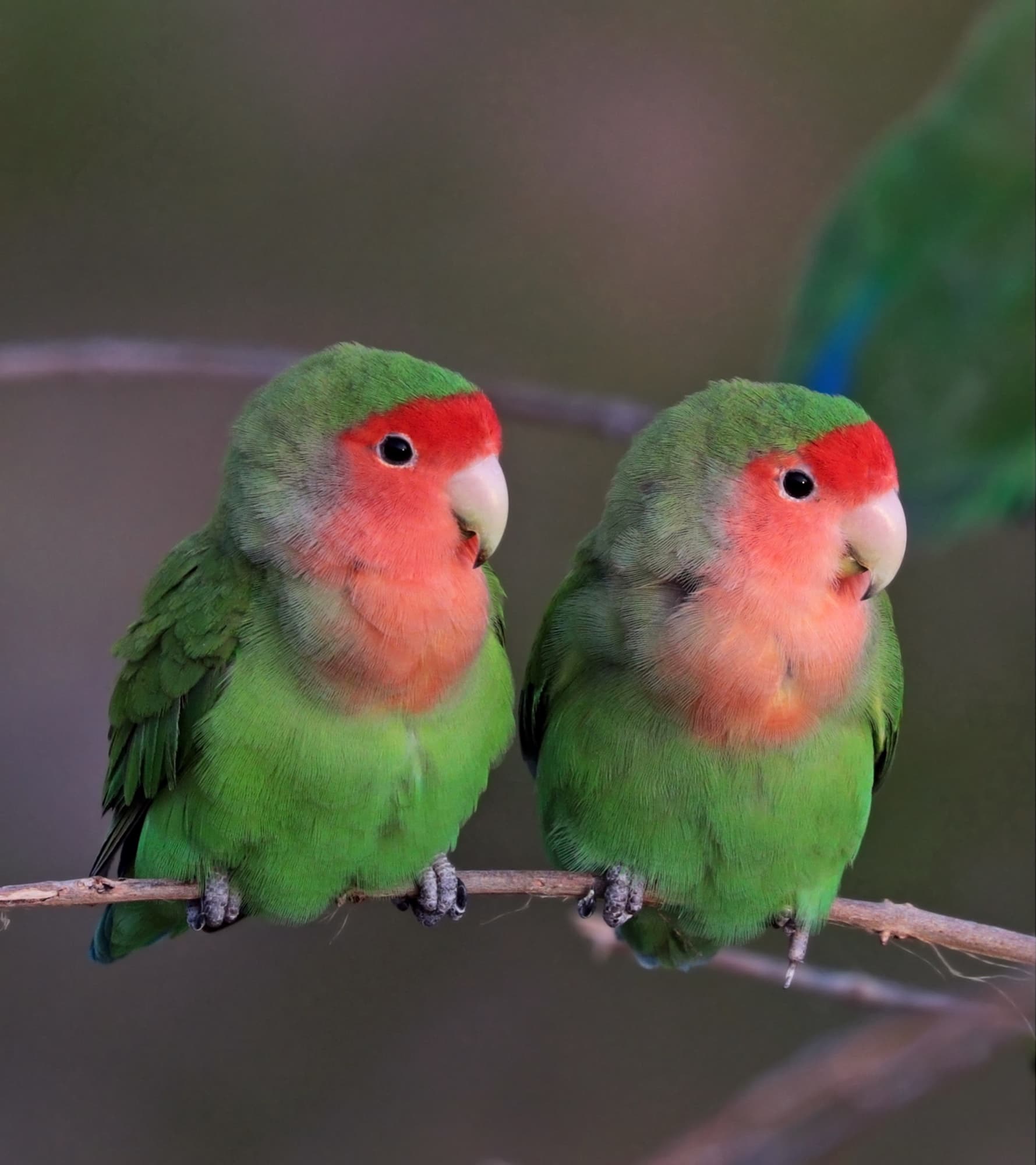 Lovebird