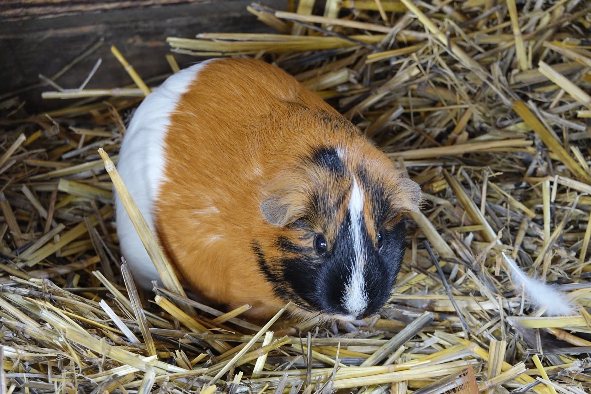 Guinea Pig