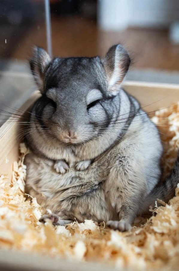 Chinchilla Care Guide: Everything You Need to Know for UK Owners