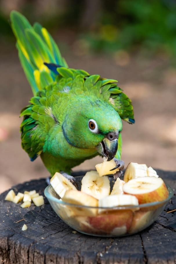 Choosing the Right Diet for Your Exotic Bird - UK Nutrition Guide